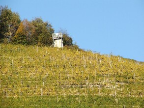 Warte mit Blick aus dem Weingarten | © Silberbergwarte